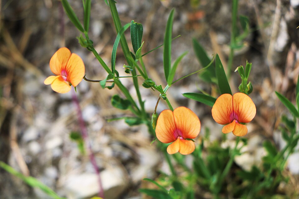 Lathyrus (sweet peas and vetchlings) (alternate view 7)