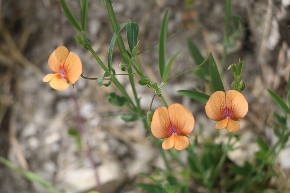Lathyrus (sweet peas and vetchlings) (alternate view 8)