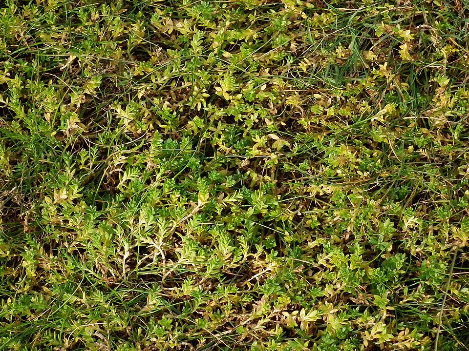 Lysimachia maritima (Sea Milkwort)