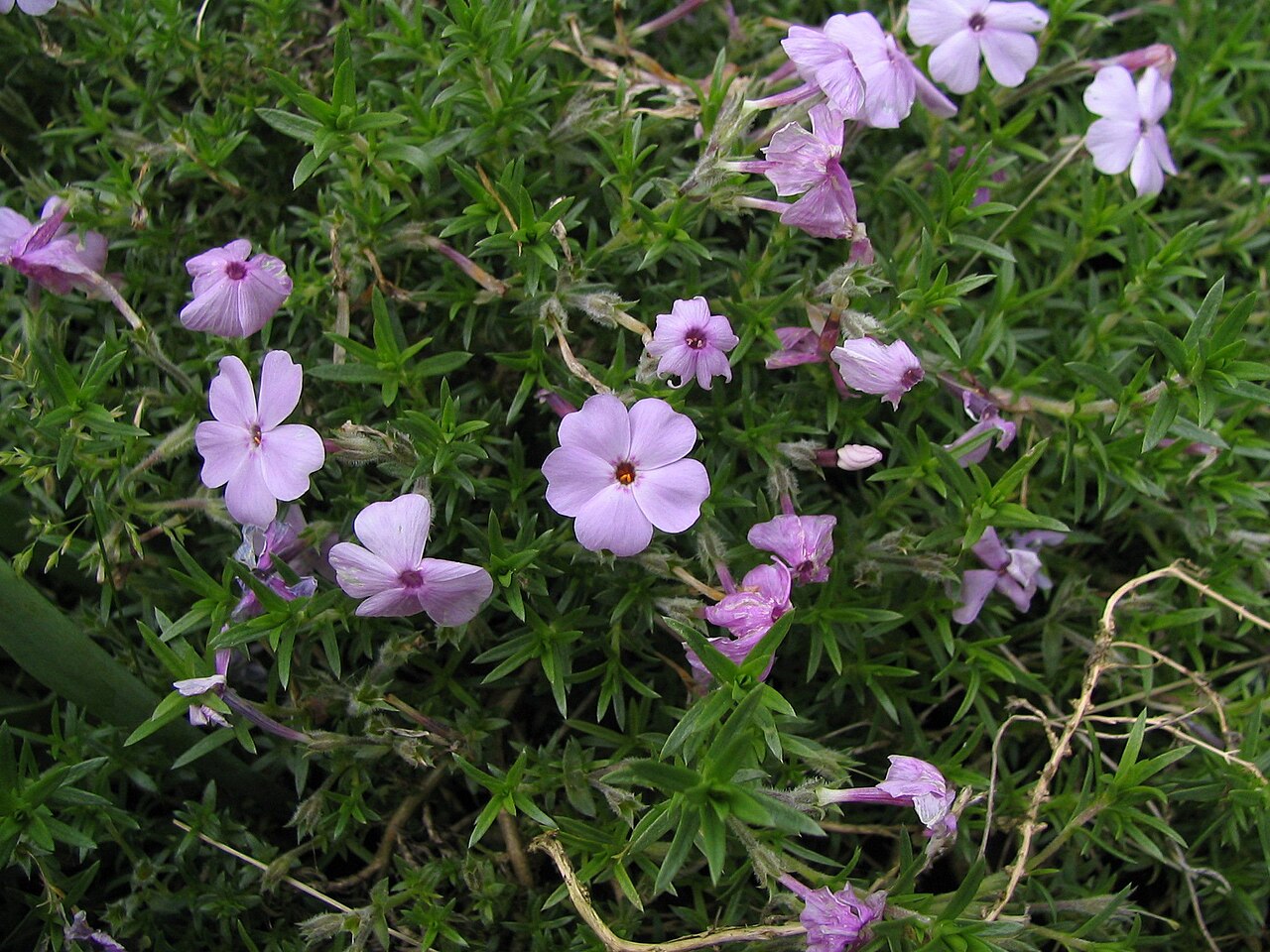 Phlox subulata, Creeping phlox — spreading evergreen (Polemoniaceae) (image 3 of 10)