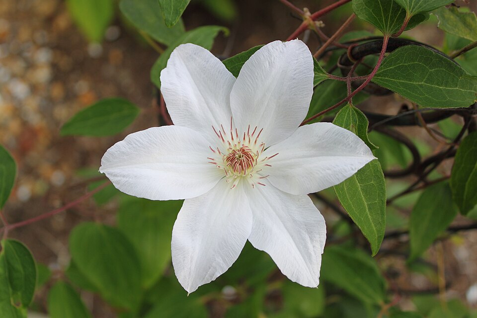 Clematis × 'Henryi' (Henryi Clematis) (alternate view 3)