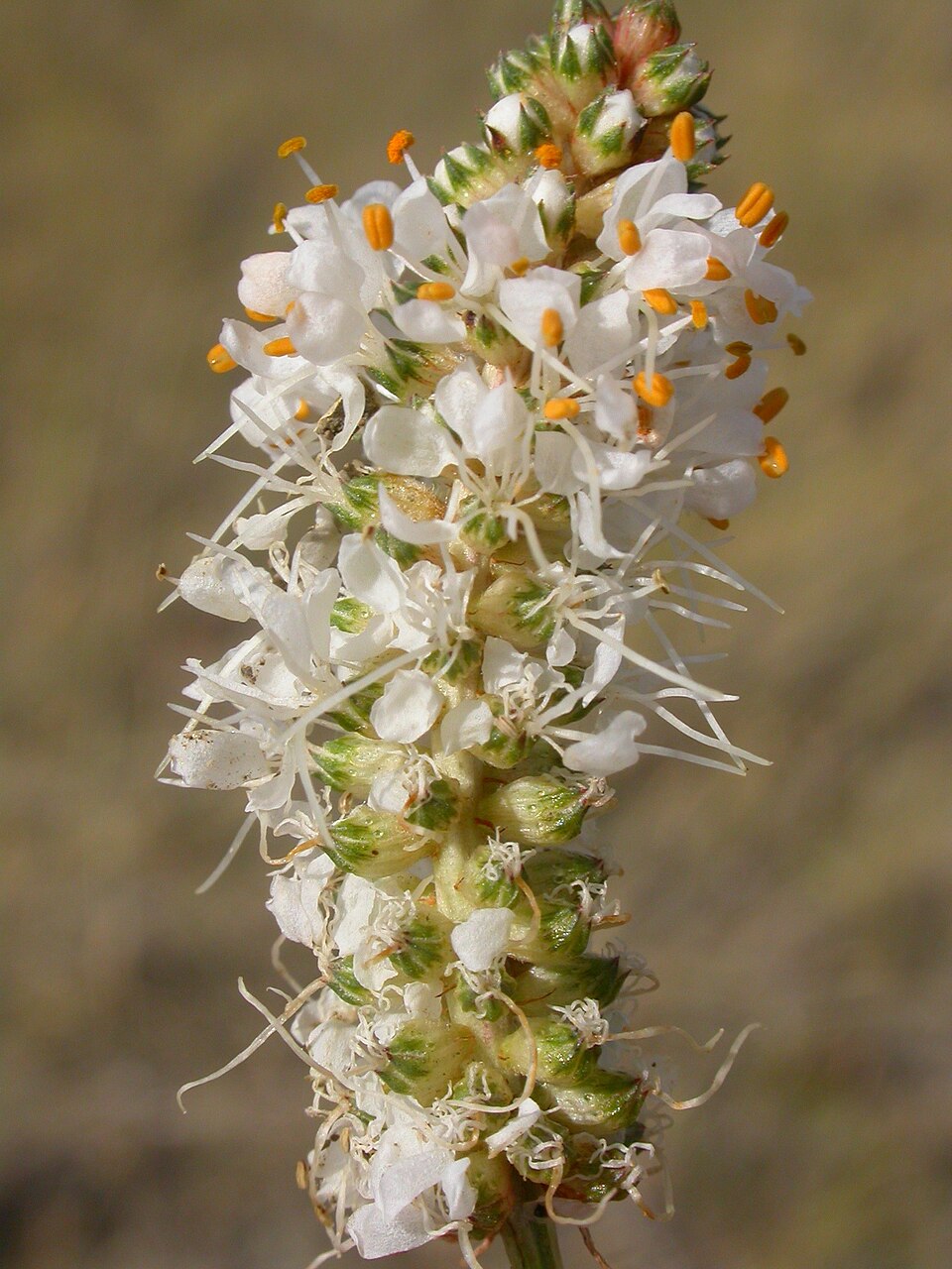 Dalea candida (white prairie clover)