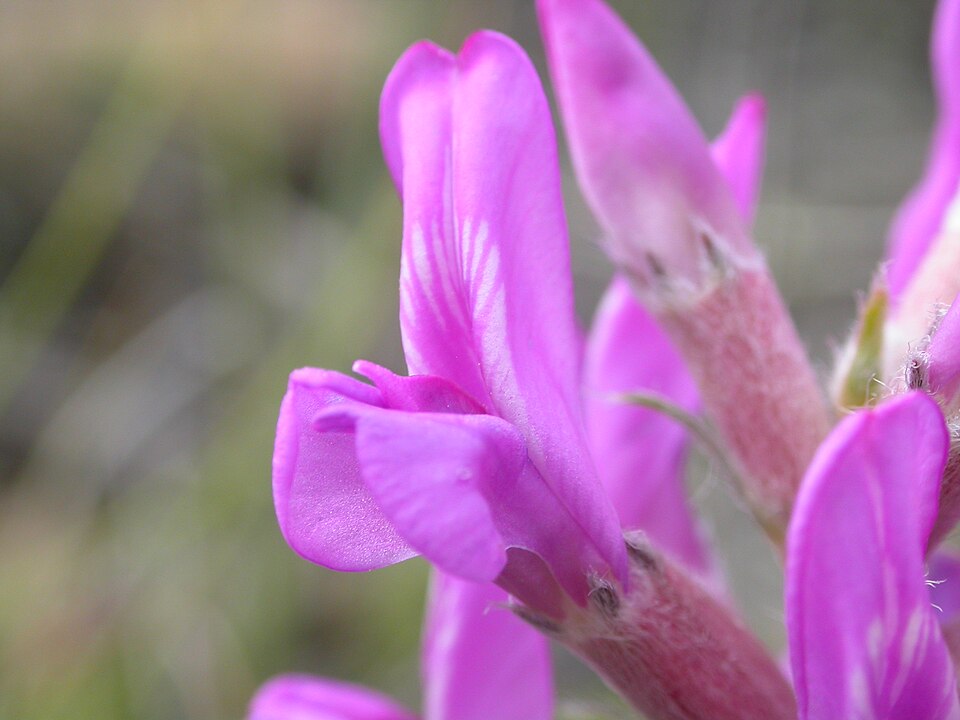 Oxytropis lambertii (Lambert's Locoweed) (alternate view 7)
