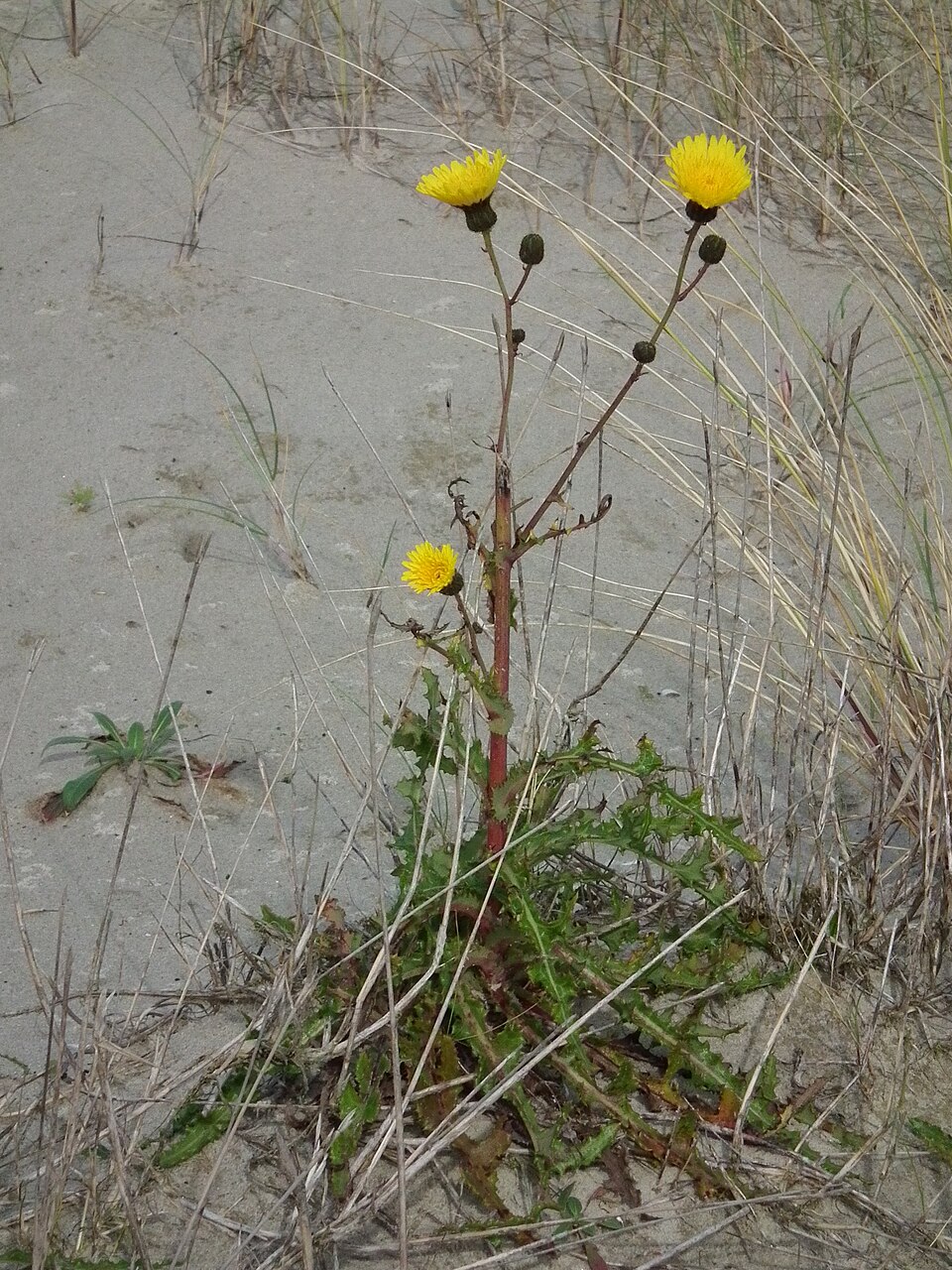 Sonchus arvensis (marsh sow thistle) (alternate view 8)