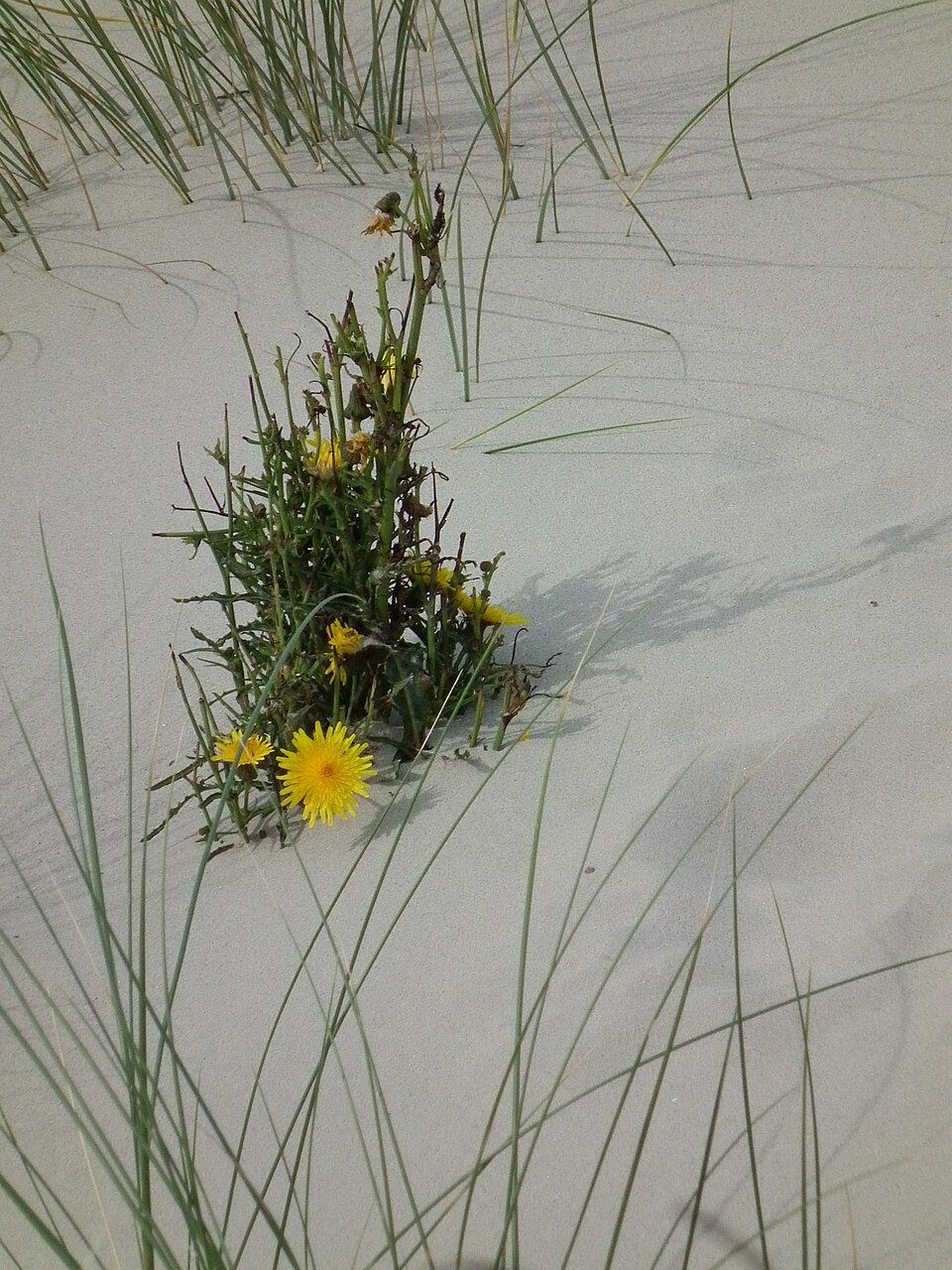 Sonchus arvensis (marsh sow thistle) (alternate view 9)