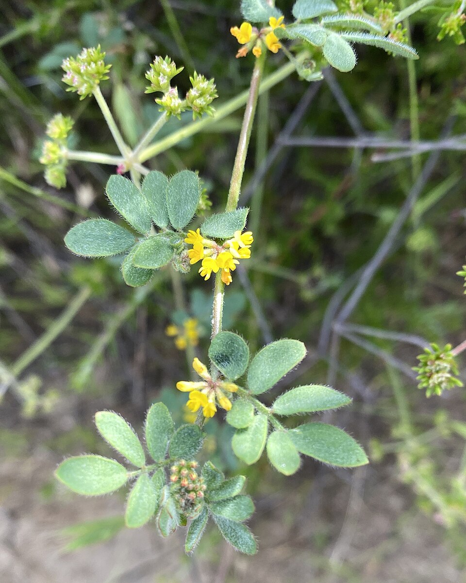 Acmispon (deervetch) (alternate view 2)
