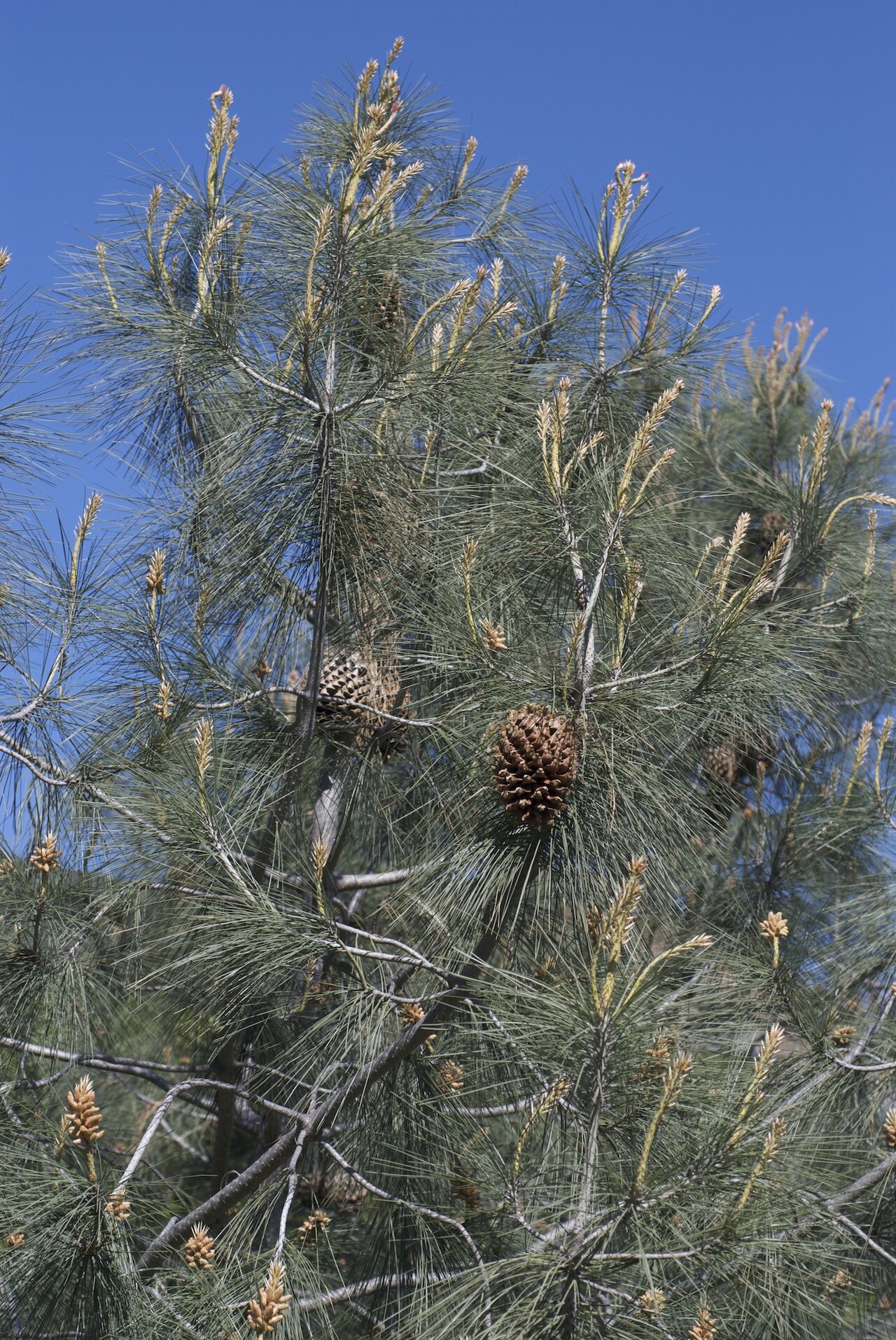 Pinus sabiniana (Digger Pine)