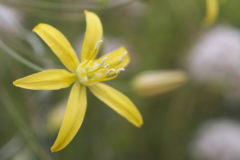 Bloomeria crocea (goldenstar) (alternate view 3)