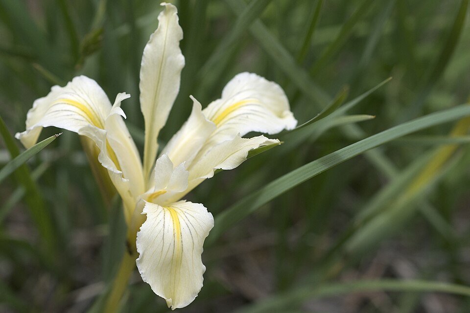 Iris macrosiphon (Bowltube Iris) (alternate view 2)