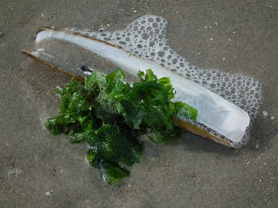Ulva lactuca (Broadleaf Sea Lettuce)