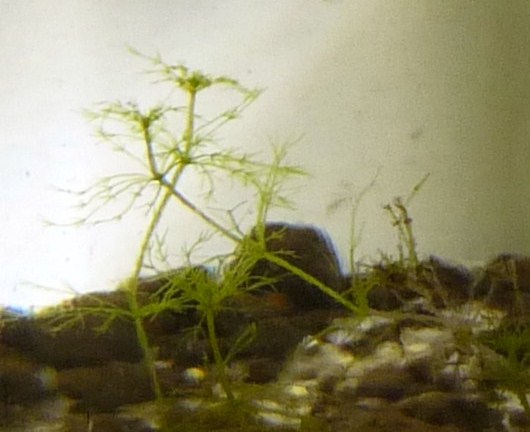 Chara (muskgrass) (alternate view 3)