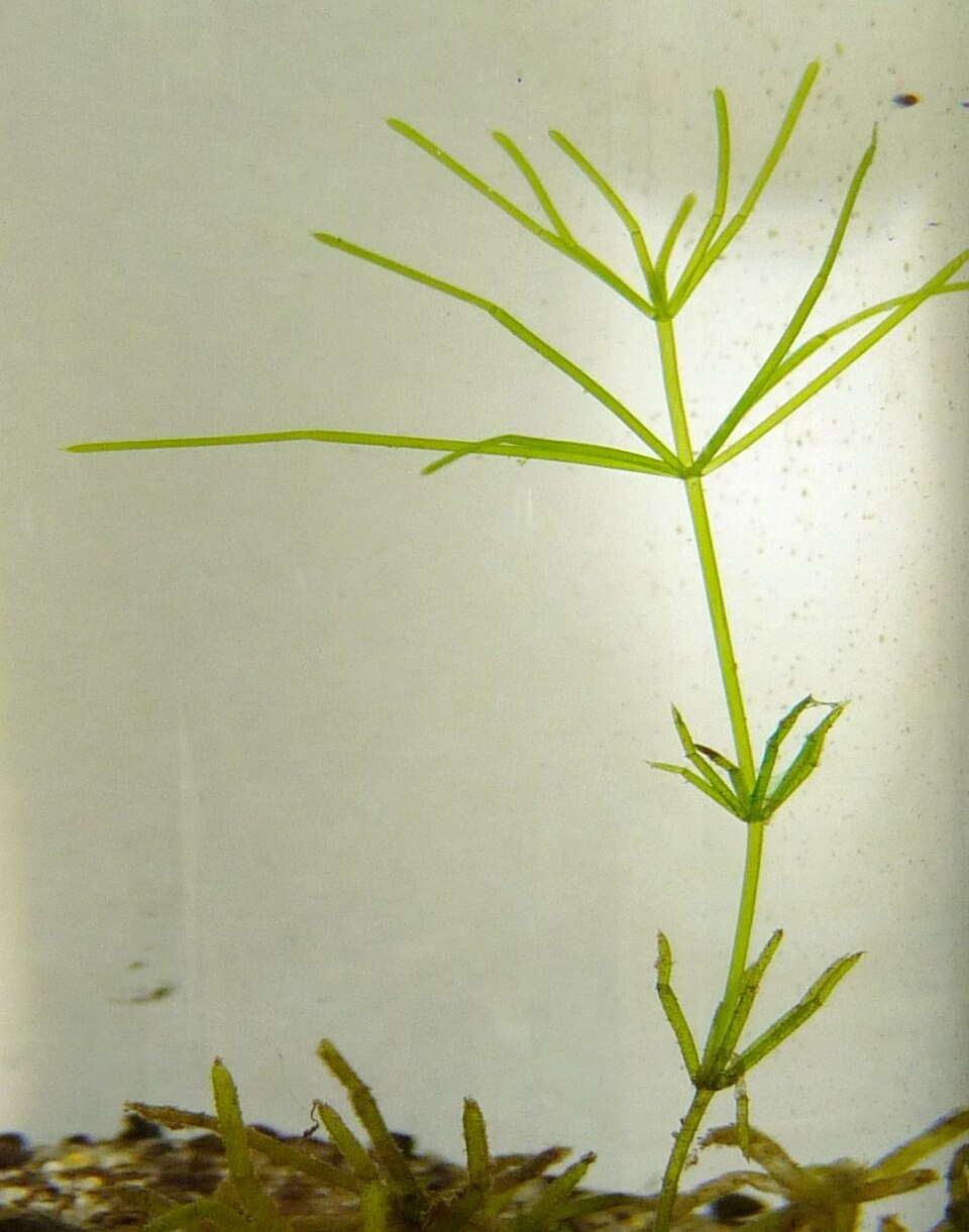 Chara (muskgrass) (alternate view 4)