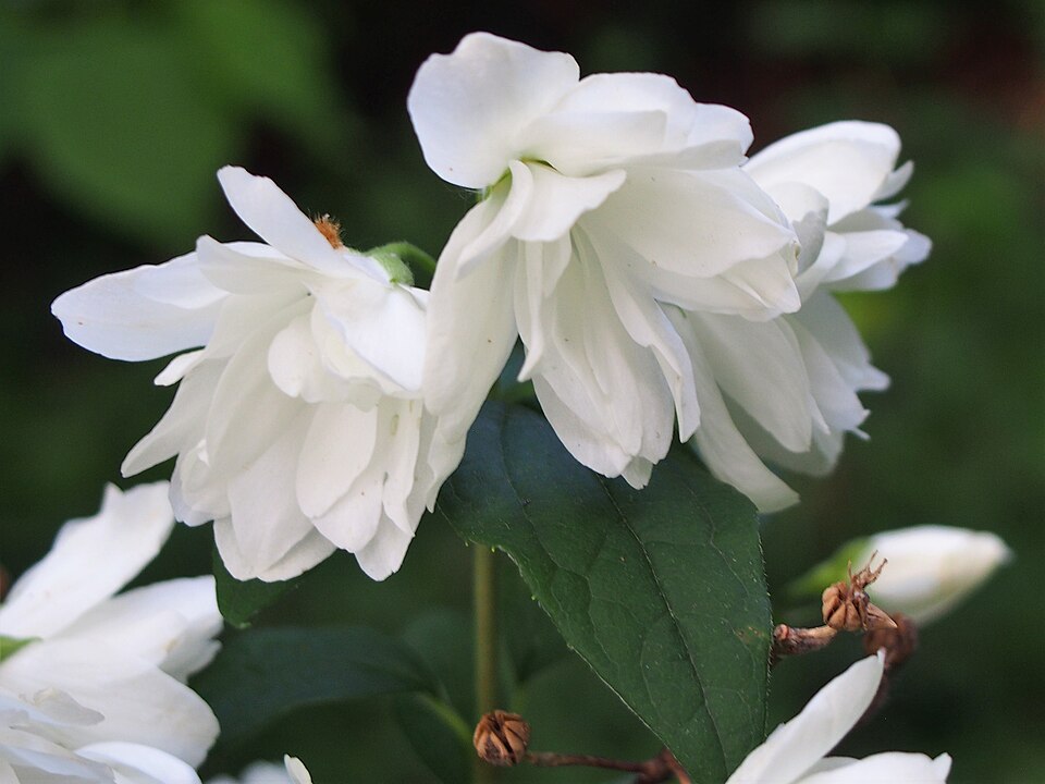 Philadelphus 'Snowbelle' (Snowbelle Mock Orange) (alternate view 2)