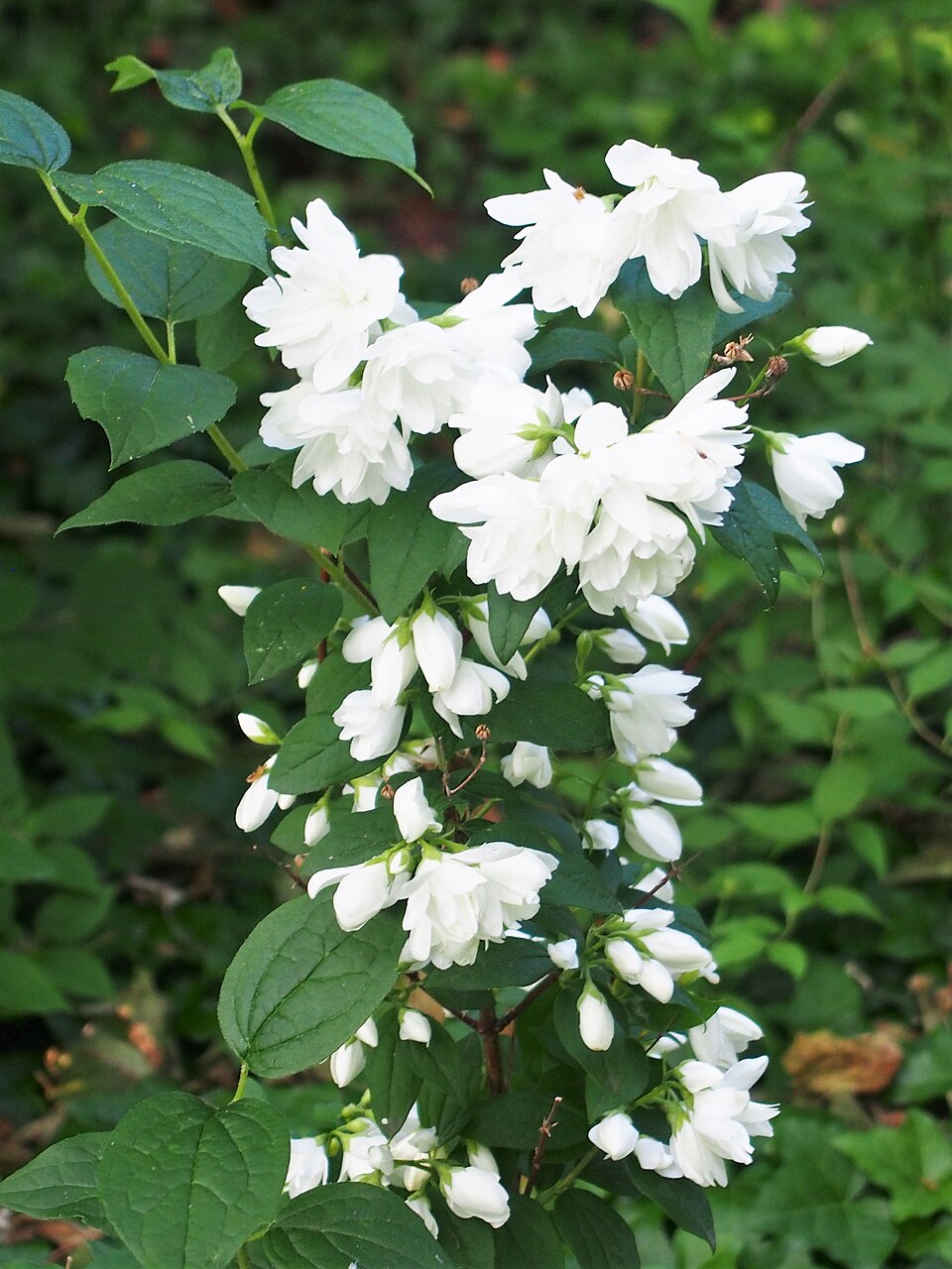 Philadelphus 'Snowbelle' (Snowbelle Mock Orange) (alternate view 3)