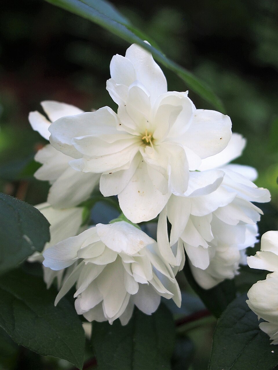 Philadelphus 'Snowbelle' (Snowbelle Mock Orange) (alternate view 4)