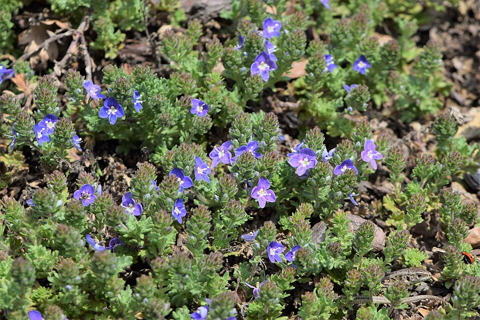 Veronica × 'Tidal Pool' (Tidal Pool Speedwell)
