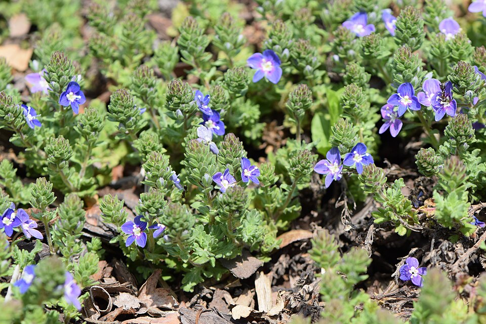 Veronica × 'Tidal Pool' (Tidal Pool Speedwell) (alternate view 2)