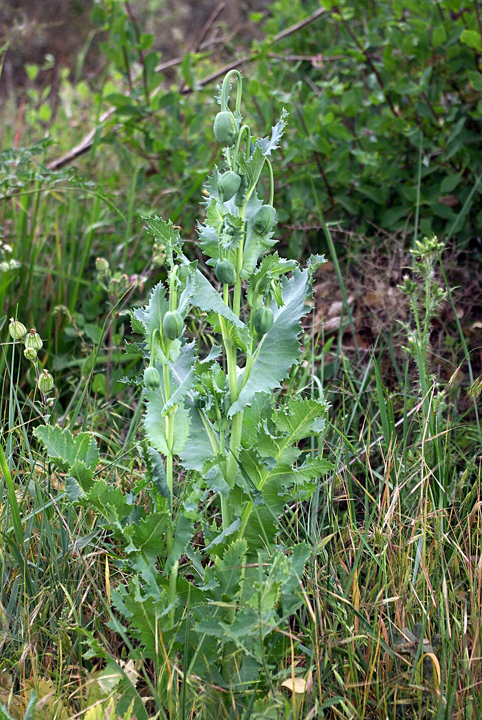 Papaver somniferum (opium poppy) (alternate view 9)