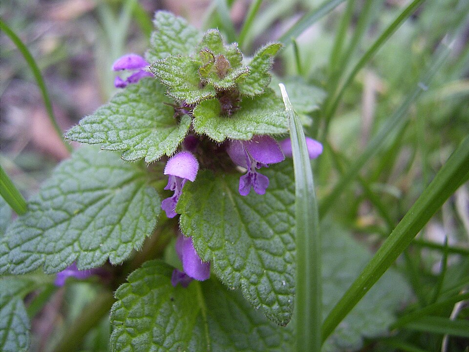 Lamium purpureum (red deadnettle)