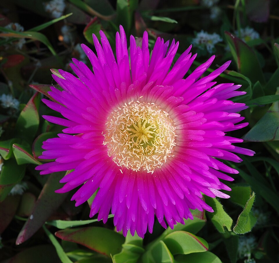 Carpobrotus chilensis (Chilean sea fig) (alternate view 9)