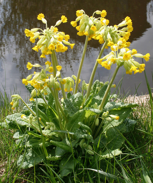 Primula veris (Cowslip)