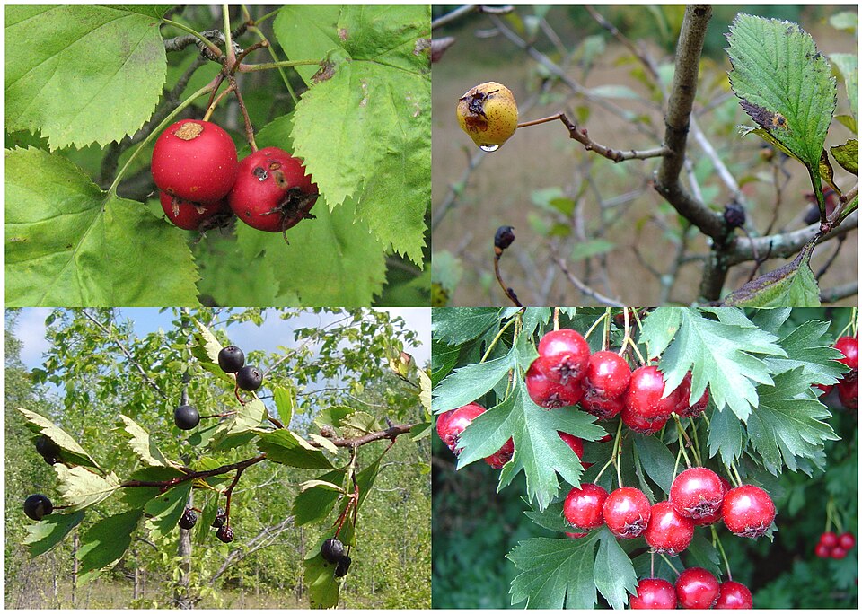 Crataegus douglasii (Black Hawthorn) (alternate view 8)