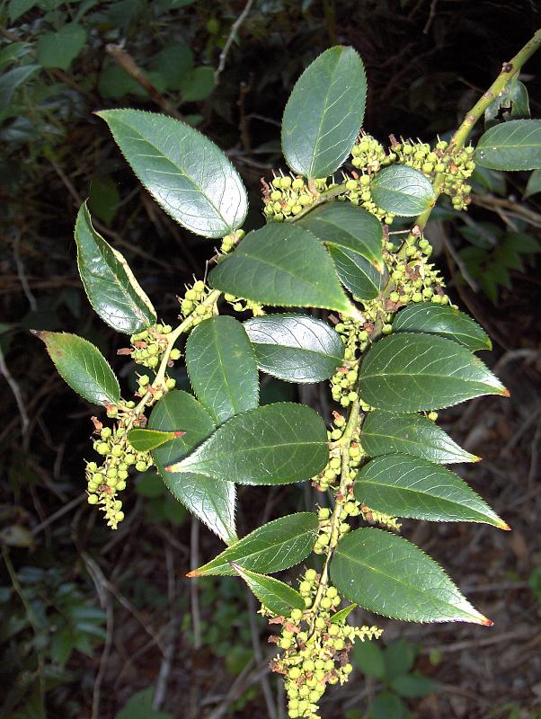 Leucothoe fontanesiana, Drooping leucothoe — spreading evergreen (Ericaceae) (image 2 of 10)