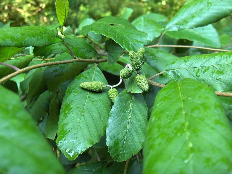Betula alleghaniensis (Yellow Birch) (alternate view 2)