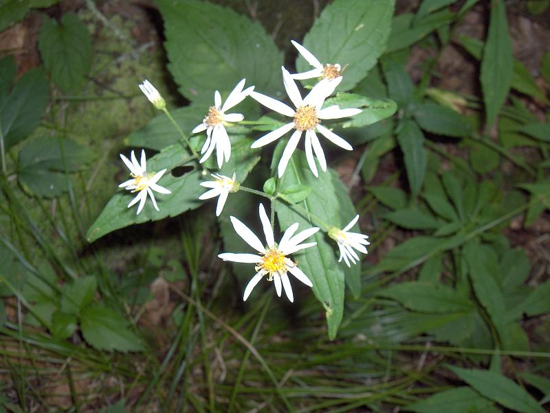 Eurybia divaricata (White Wood Aster) (alternate view 9)