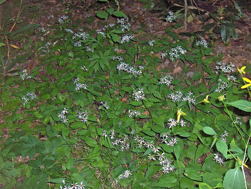 Eurybia divaricata (White Wood Aster) (alternate view 10)