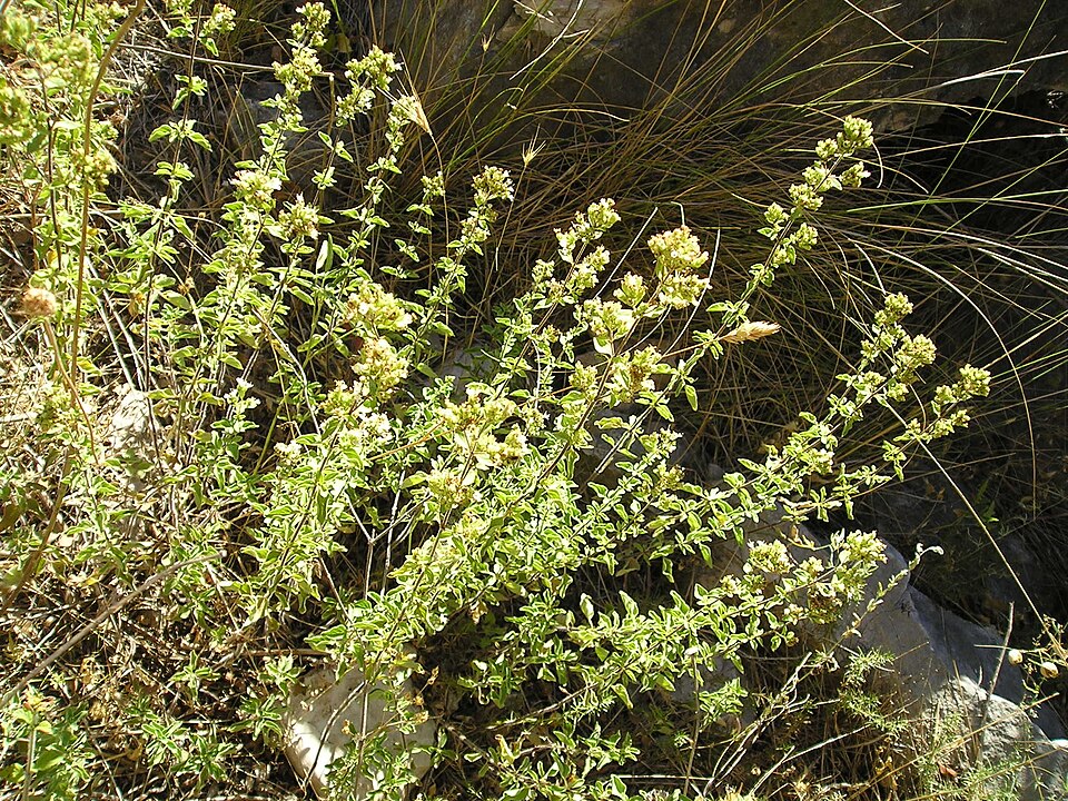 Origanum (Marjorams) (alternate view 3)