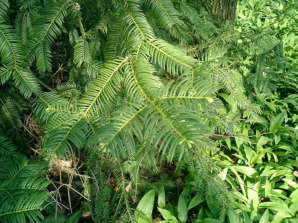 Cephalotaxus harringtonia (Japanese Plum Yew) (alternate view 9)