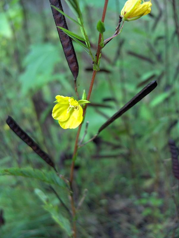 Chamaecrista fasciculata (partridge pea)