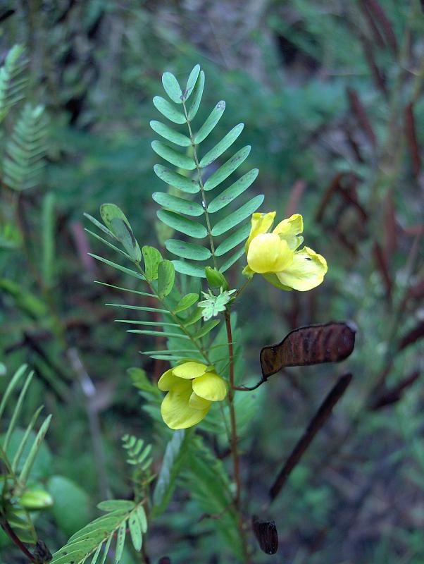 Chamaecrista fasciculata (partridge pea)
