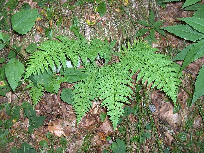 Athyrium asplenioides (southern lady fern) (alternate view 6)
