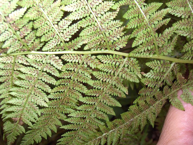 Athyrium asplenioides (southern lady fern) (alternate view 7)