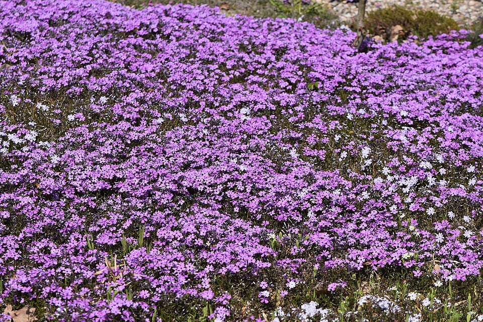 Phlox subulata 'Purple Beauty' (Purple Beauty Creeping Phlox) (alternate view 5)