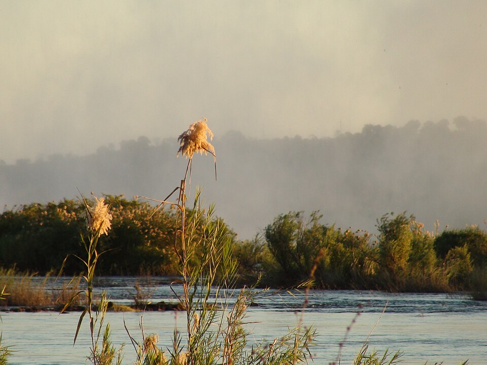 Phragmites (alternate view 2)