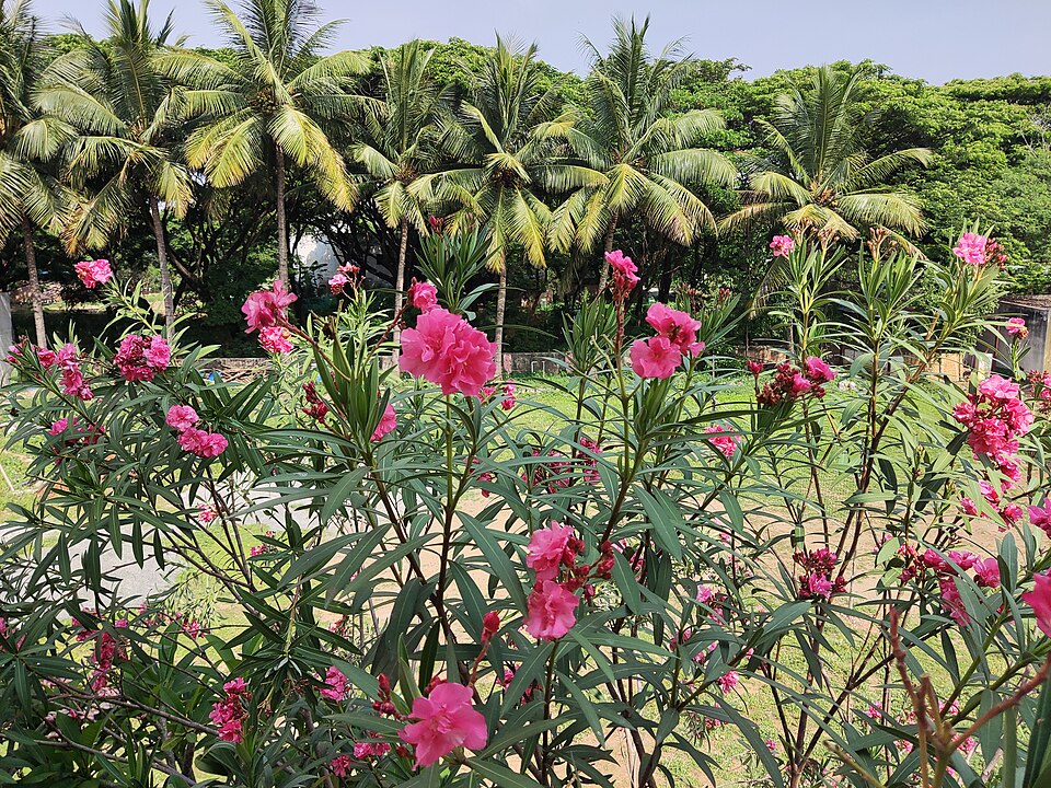 Nerium (oleanders) (alternate view 2)