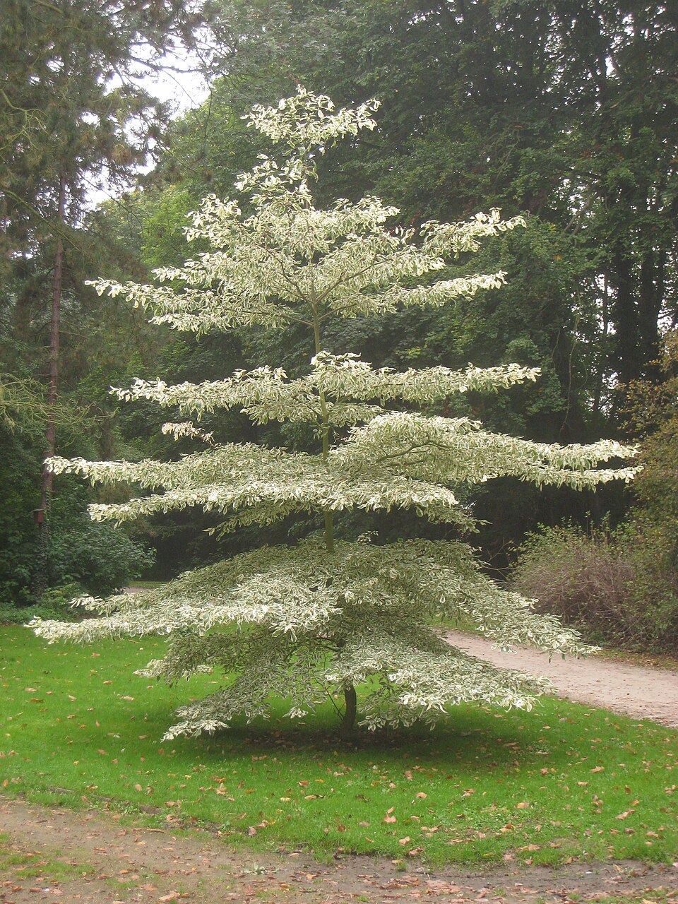 Cornus controversa 'Variegata' (Variegated Giant Dogwood) (alternate view 5)