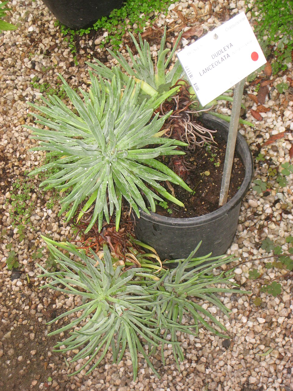 Dudleya lanceolata (lanceleaf liveforever) (alternate view 9)