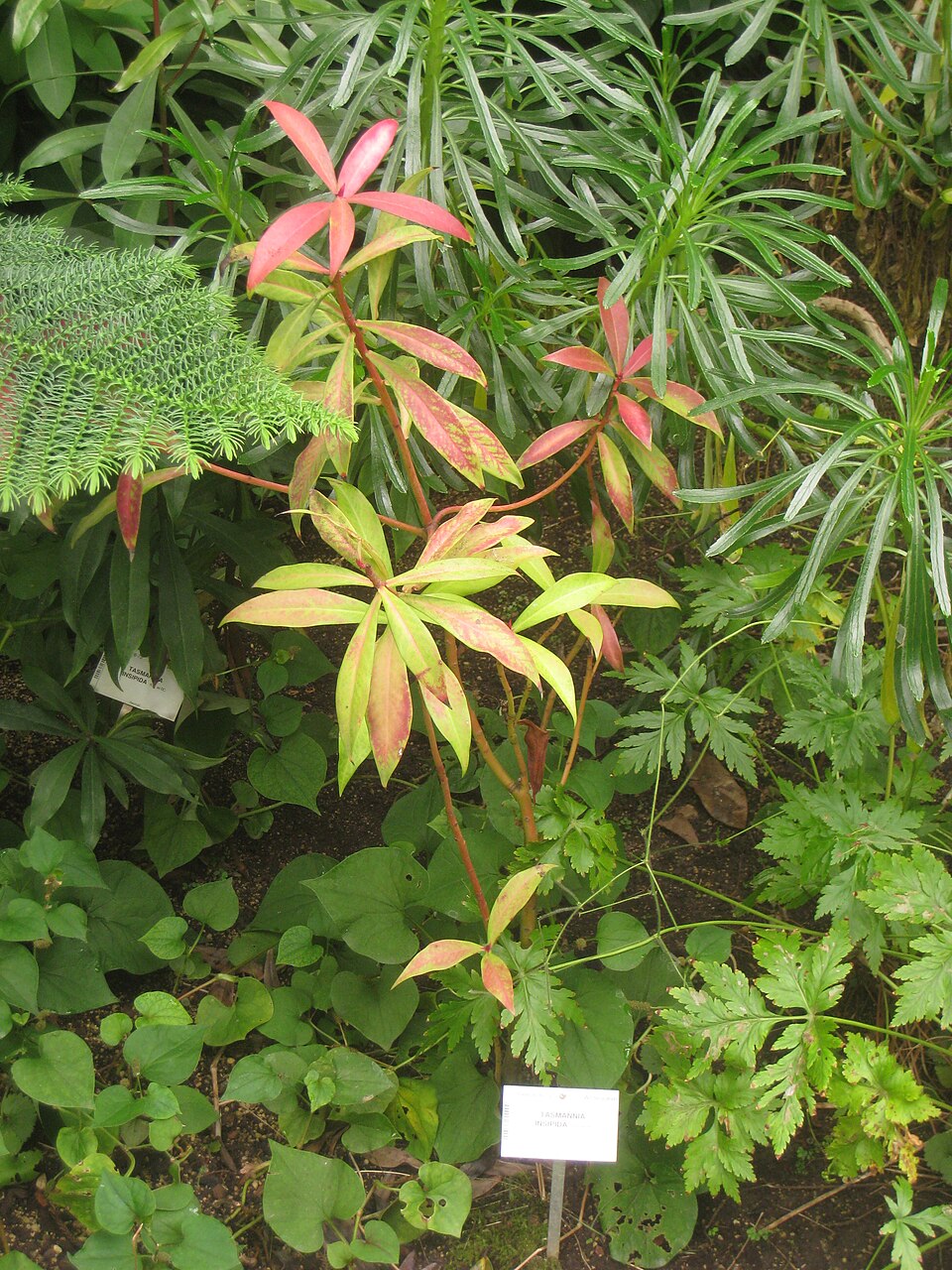 Tasmannia insipida (Brush Pepperbush) (alternate view 7)