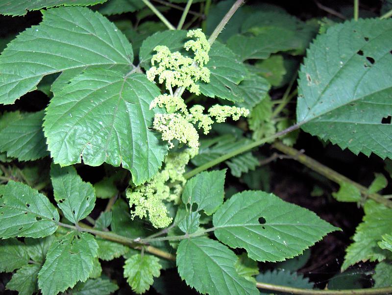 Aralia racemosa (American spikenard) (alternate view 6)
