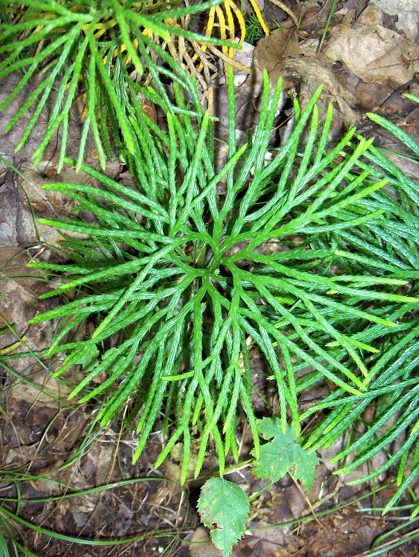Diphasiastrum digitatum (fan clubmoss)