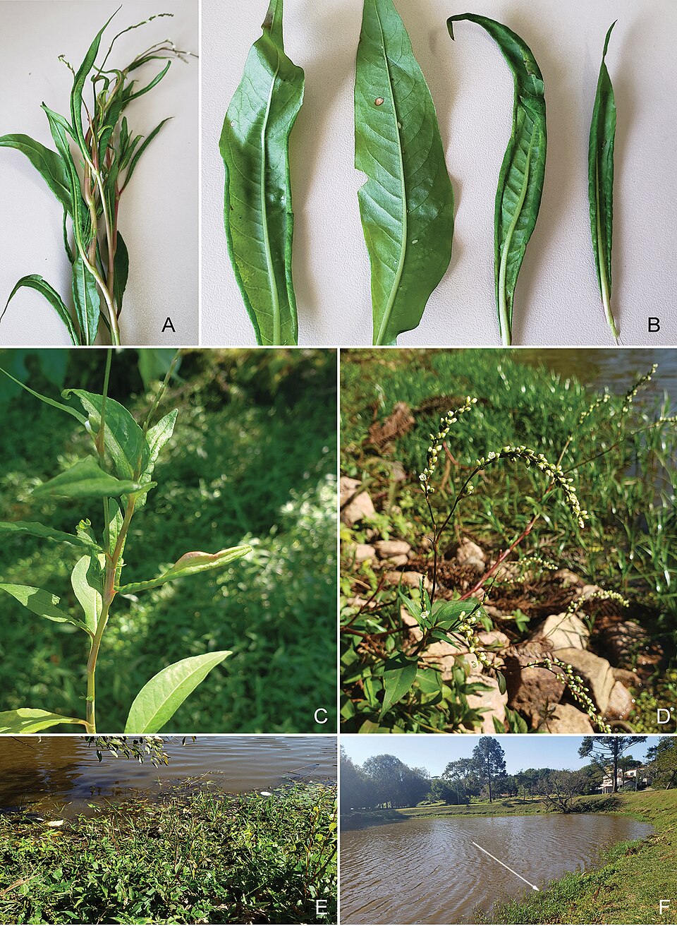 Persicaria hydropiperoides (swamp smartweed) (alternate view 9)