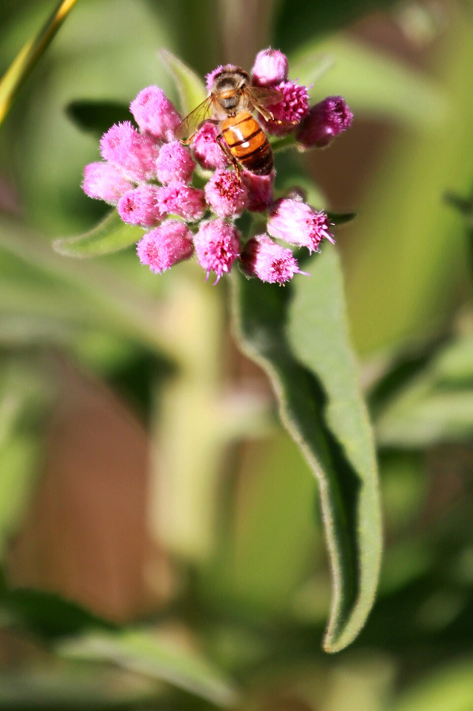 Pluchea odorata (marsh fleabane) (alternate view 8)