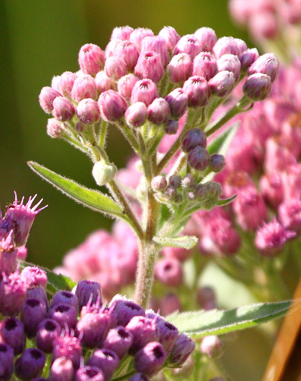 Pluchea odorata (marsh fleabane) (alternate view 9)