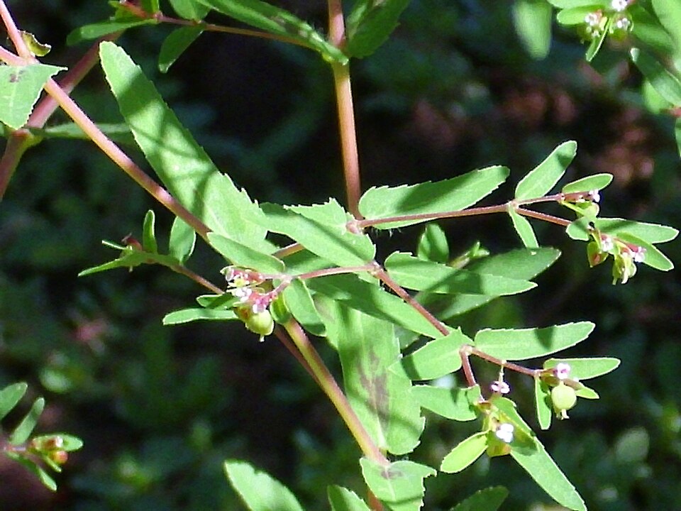 Euphorbia nutans (nodding spurge) (alternate view 7)