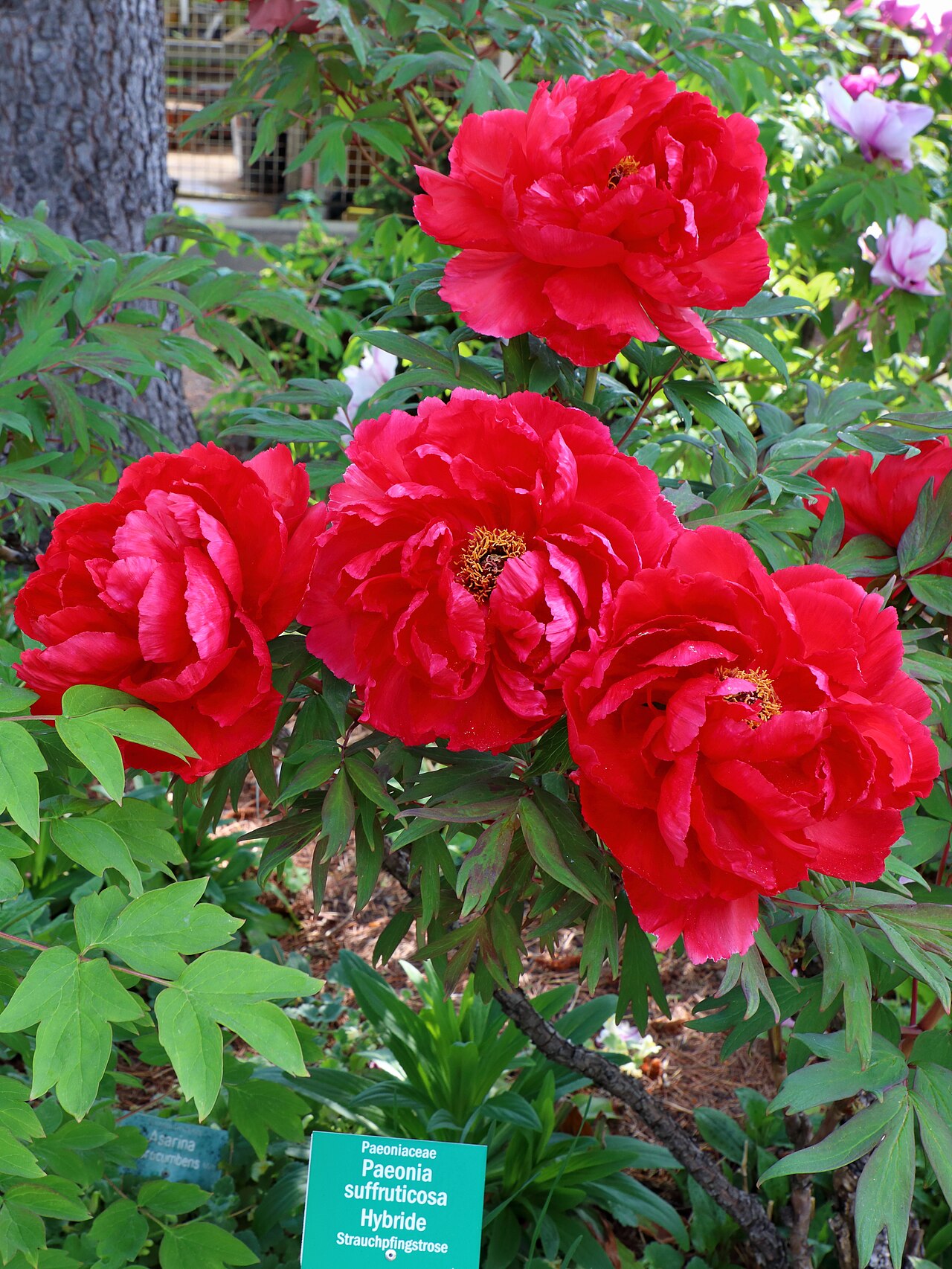 Paeonia suffruticosa (Tree Peony)
