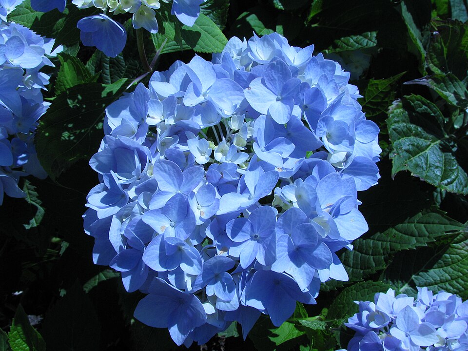 Hydrangea macrophylla 'Endless Summer' (Endless Summer Hydrangea) (alternate view 2)